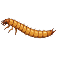 Lined Click Beetle Larva