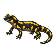 Fire Salamander Juvenile