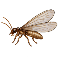 European Termite Alate