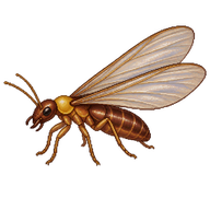 Yellow-necked Alate Termite