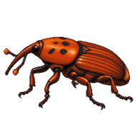 Red Palm Weevil