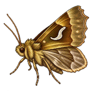Slender Burnished Brass