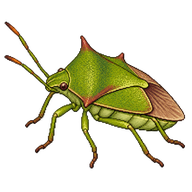 Spiked Shieldbug