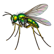 Green Long-legged Fly