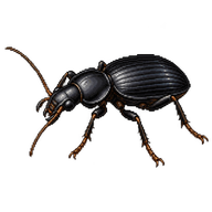 Black Ground Bug