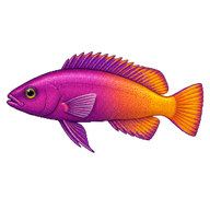 Strawberry Dottyback