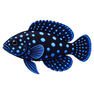 Marine Betta
