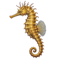 Longsnout Seahorse