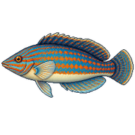 Vermiculate Wrasse