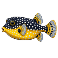 Spotted Boxfish