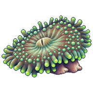 Oval Mushroom Coral