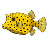 Yellow Boxfish