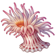 Elegant Anemone