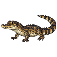 Saltwater Crocodile Hatchling
