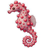Pygmy Seahorse