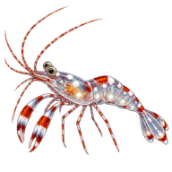 Glass Anemone Shrimp