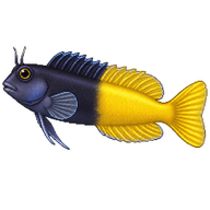 Bicolor Blenny