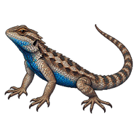 Western Fence Lizard