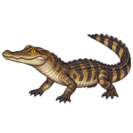 Saltwater Crocodile Juvenile