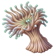 Duncan Coral