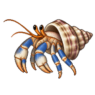 Blueband Hermit Crab