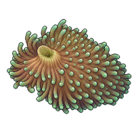 Hairy Mushroom Anemone