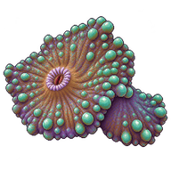 Warty Corallimorph