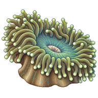 Giant Carpet Anemone