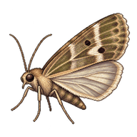 Cabbage Cluster Caterpillar Moth