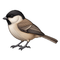 Marsh Tit