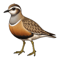 Eurasian Dotterel