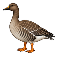 Tundra Bean Goose