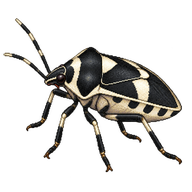 Pied Shieldbug