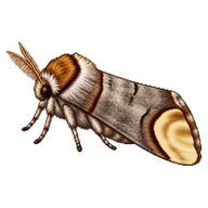 Buff-Tip