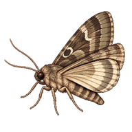 Beet Armyworm