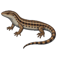 Northern Alligator Lizard