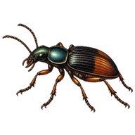 Ground Beetle