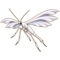 White Plume Moth