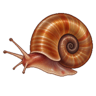 Bloodfluke Planorb