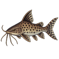 Cuckoo Catfish