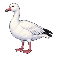 Ross's Goose