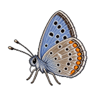 Western Pygmy Blue