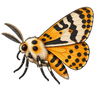 Donovan's Tiger Moth