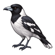 Grey Butcherbird