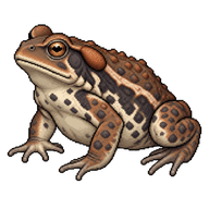 Japanese Toad