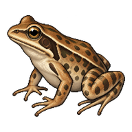 Japanese Brown Frog