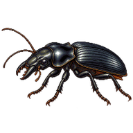 Big-headed Ground Beetle