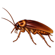 Turkestan Cockroach