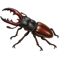 Mouhot's Stag Beetle