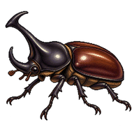 Siamese Rhinoceros Beetle